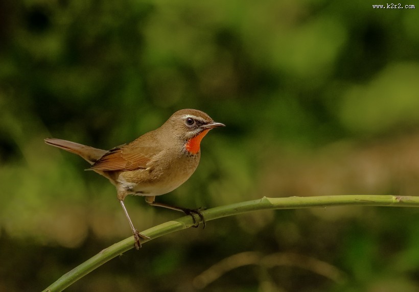 红点颏鸟类图片大全