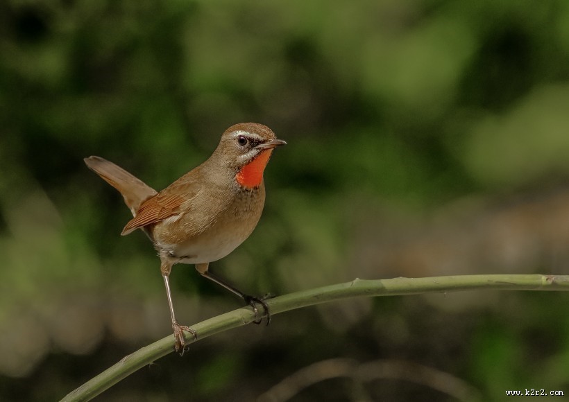 红点颏鸟类图片大全