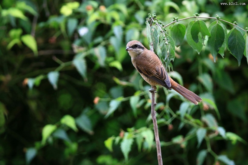 红尾伯劳图片