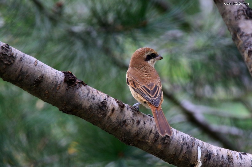 红尾伯劳图片