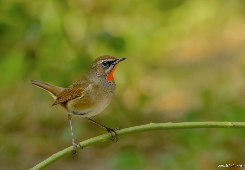 红点颏鸟类图片