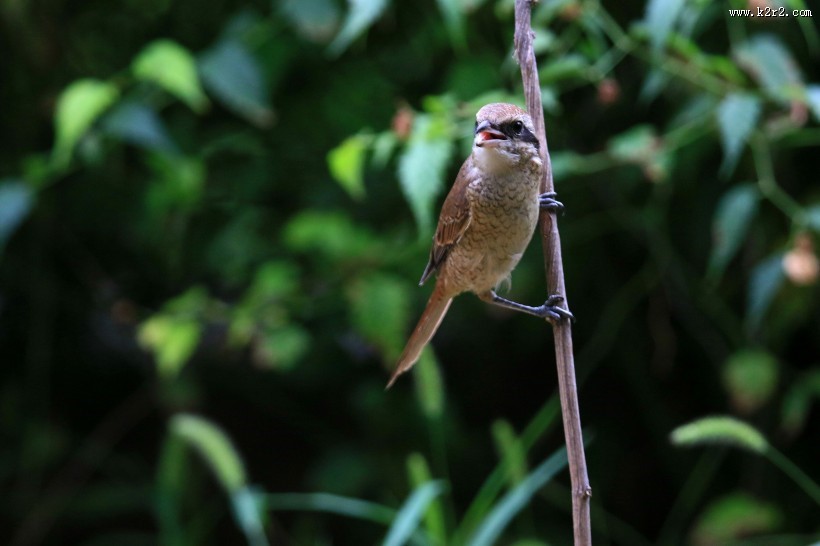 红尾伯劳图片大全
