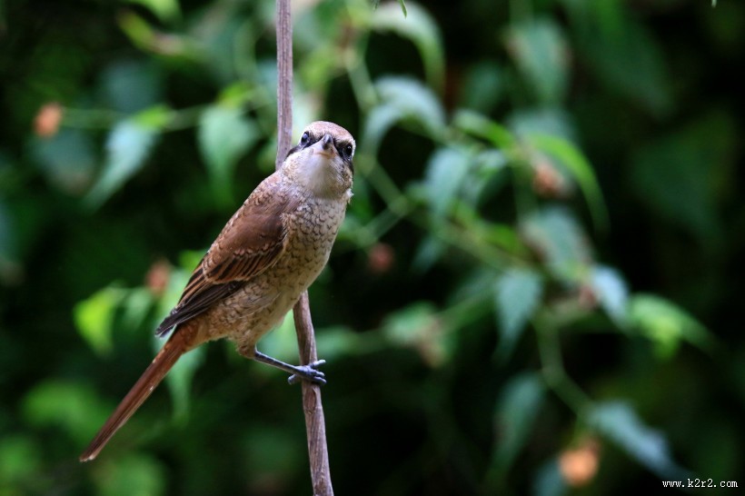 红尾伯劳图片大全