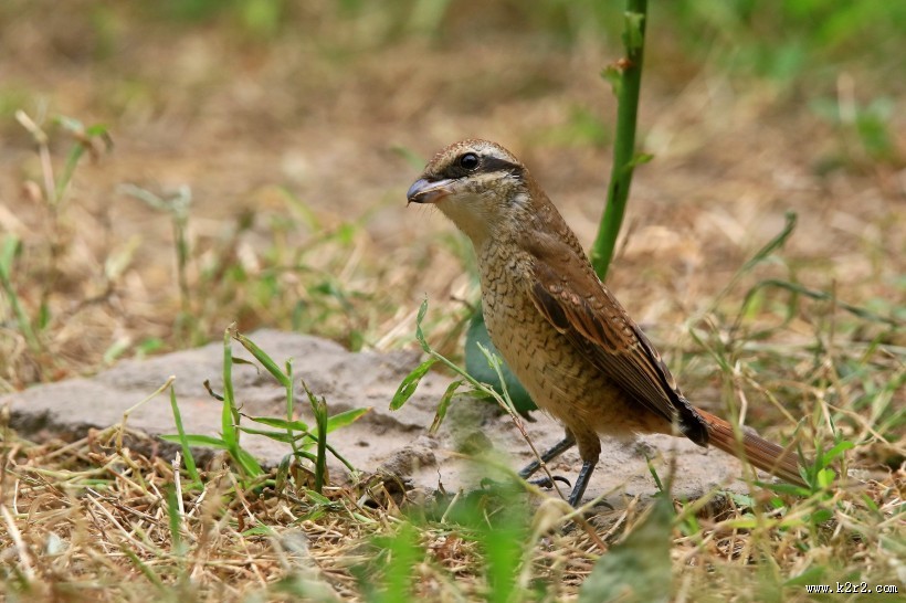 红尾伯劳图片大全