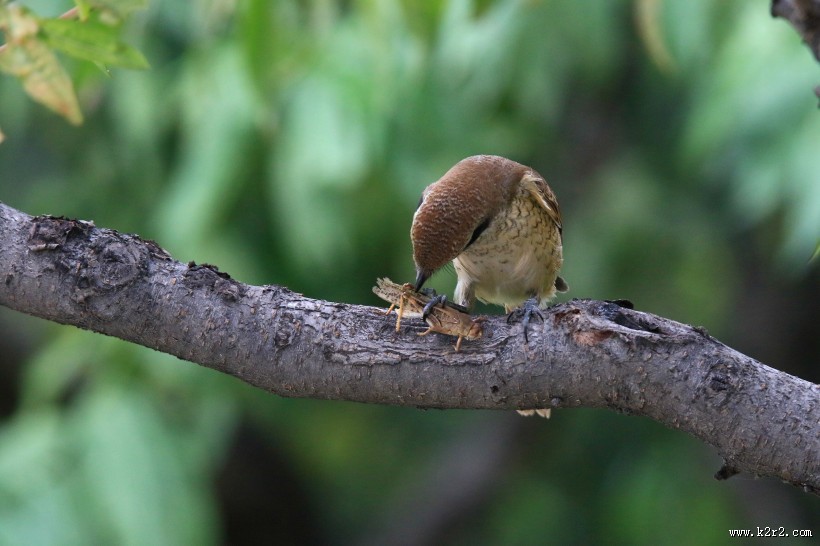 红尾伯劳图片大全