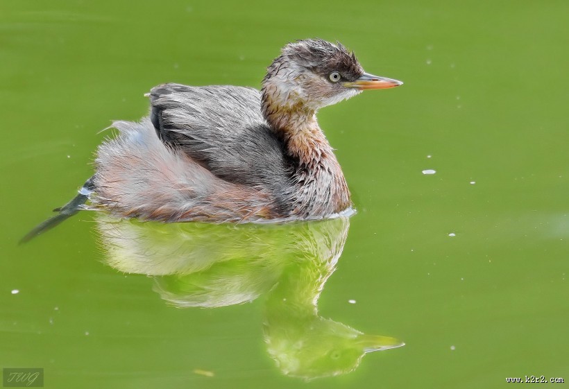 戏水的小??图片大全
