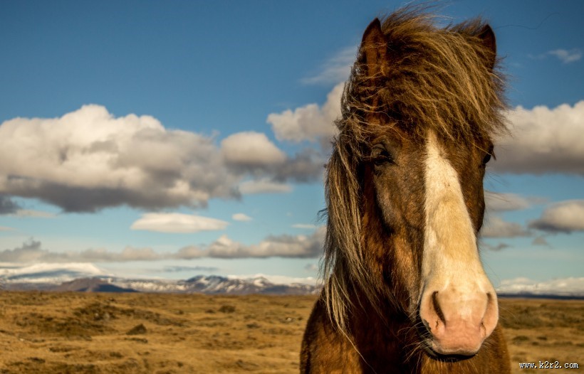 纯洁血统的冰岛马图片大全