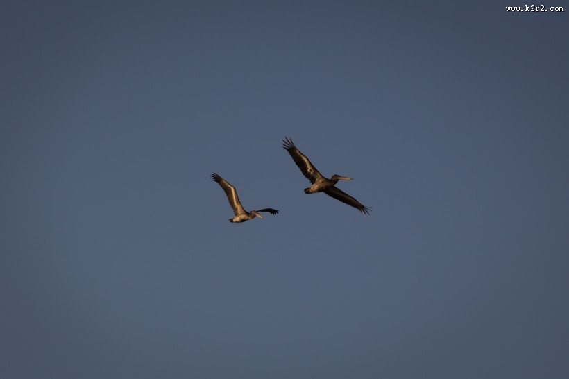 鹈鹕科的褐鹈鹕图片