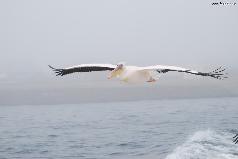 鹈鹕科——白鹈鹕图片大全
