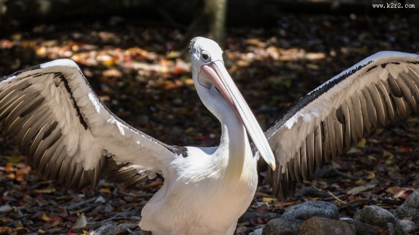 鹈鹕科——白鹈鹕图片大全