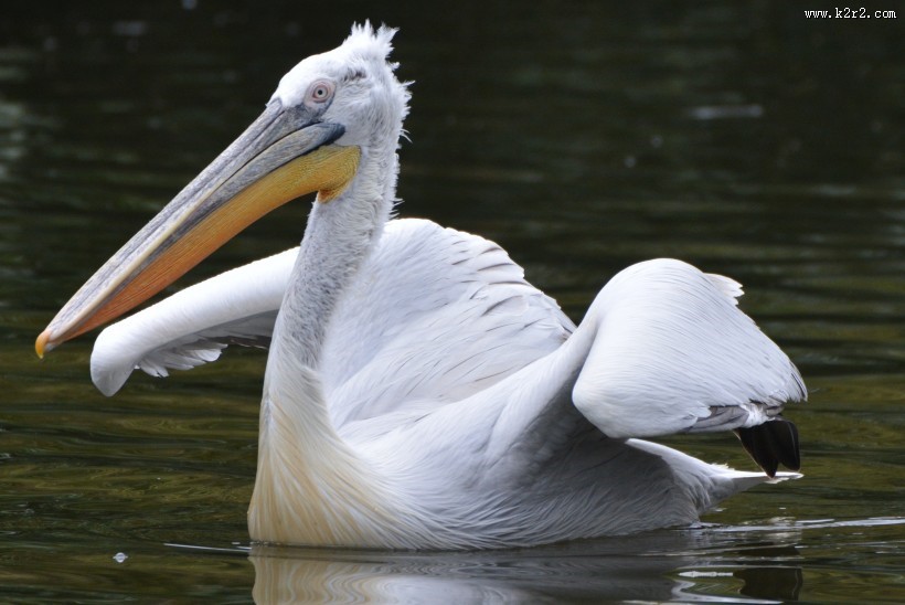 鹈鹕科——白鹈鹕图片大全