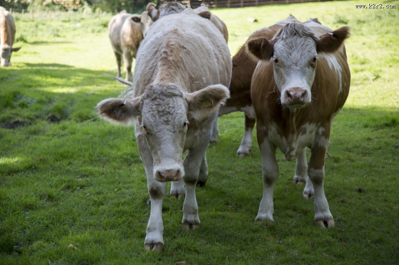 荷兰奶牛图片大全
