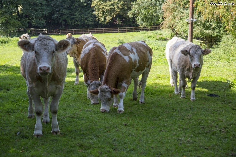 荷兰奶牛图片大全