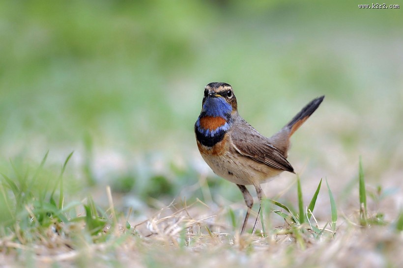 蓝点颏图片大全