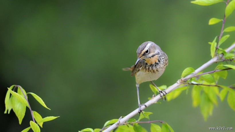 蓝点颏图片大全