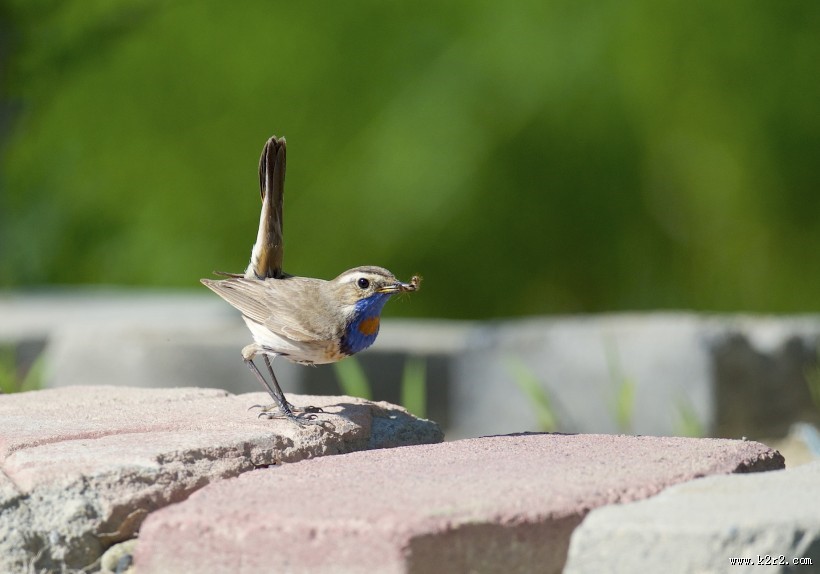 蓝点颏图片大全
