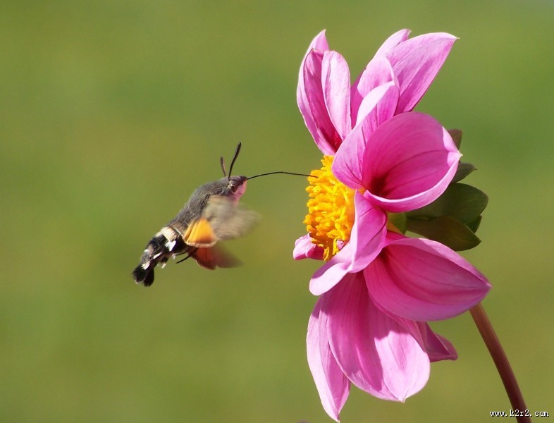 昆虫界的“四不像”——蜂鸟鹰蛾图片