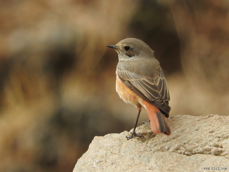能“看见”地球磁场的知更鸟图片大全