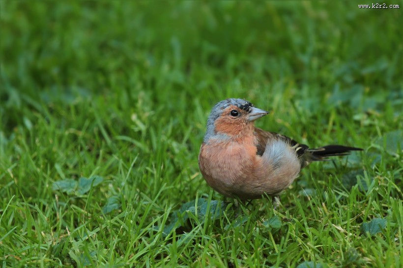小型鸟类——燕雀图片大全