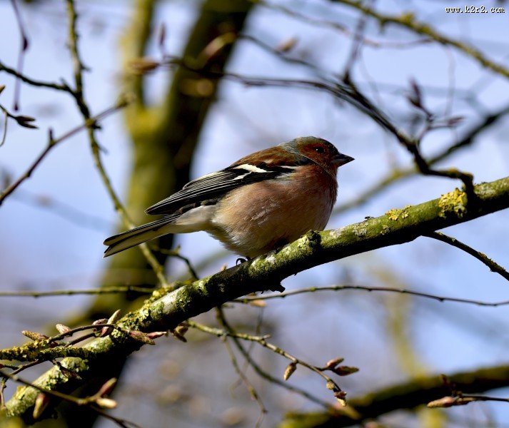 小型鸟类——燕雀图片大全