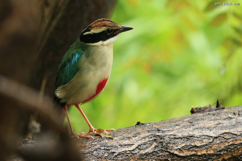 仙八色鸫鸟类图片