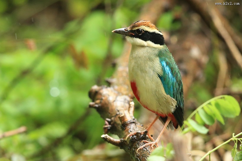 仙八色鸫鸟类图片