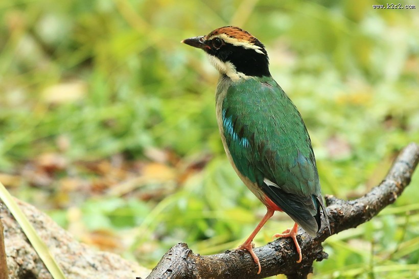 仙八色鸫鸟类图片