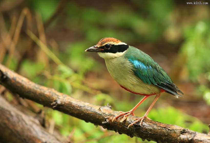 仙八色鸫鸟类图片