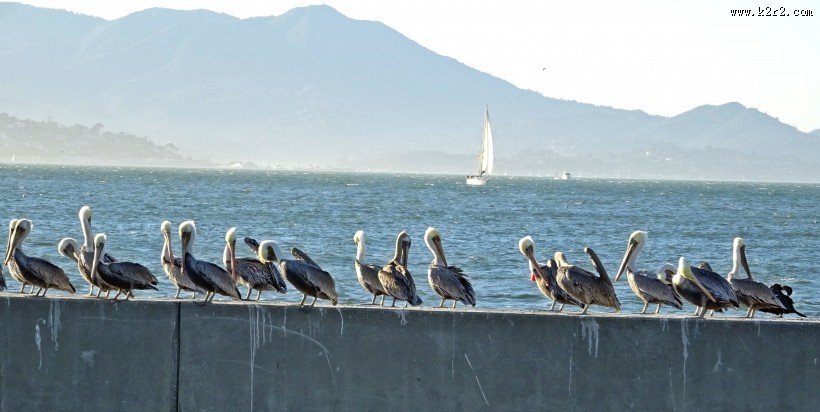 鹈鹕科的褐鹈鹕图片大全