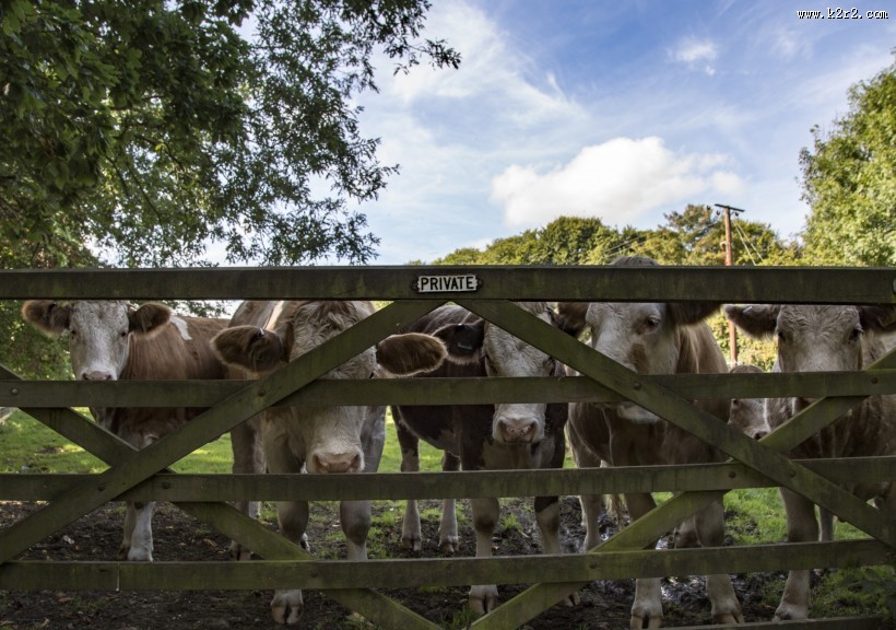 荷兰奶牛图片