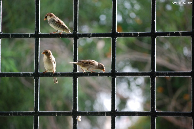 小型鸟类——树麻雀图片大全