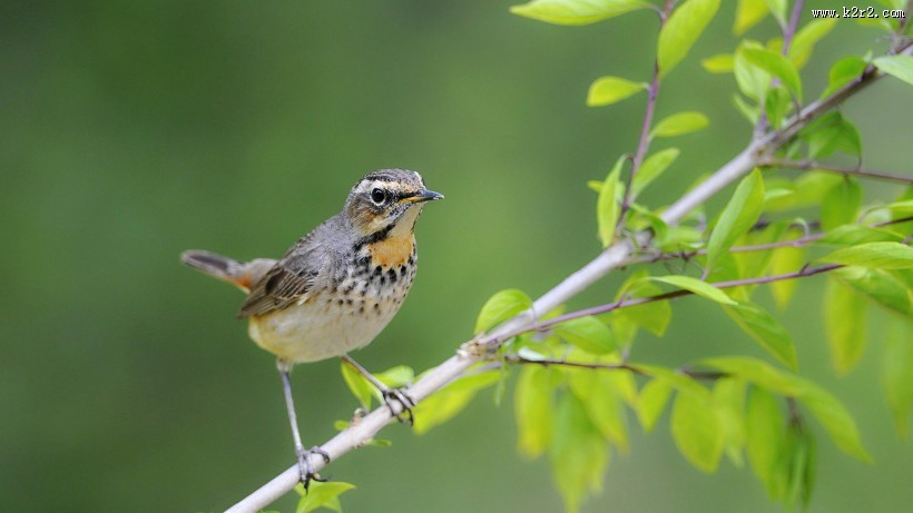 蓝点颏图片大全