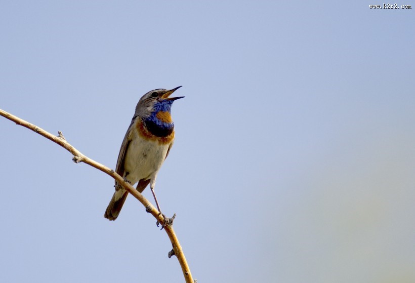 蓝点颏图片大全