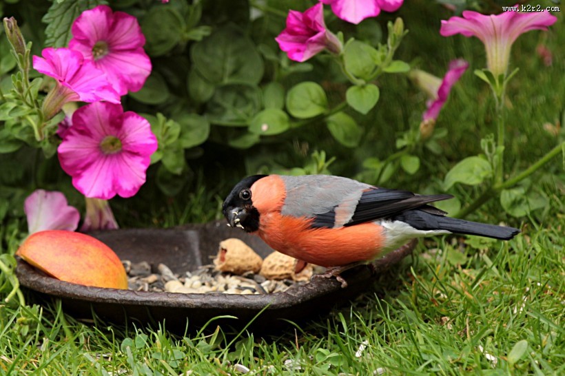 叫声动听的红腹灰雀图片大全