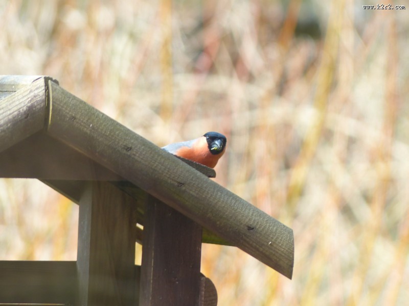 叫声动听的红腹灰雀图片大全