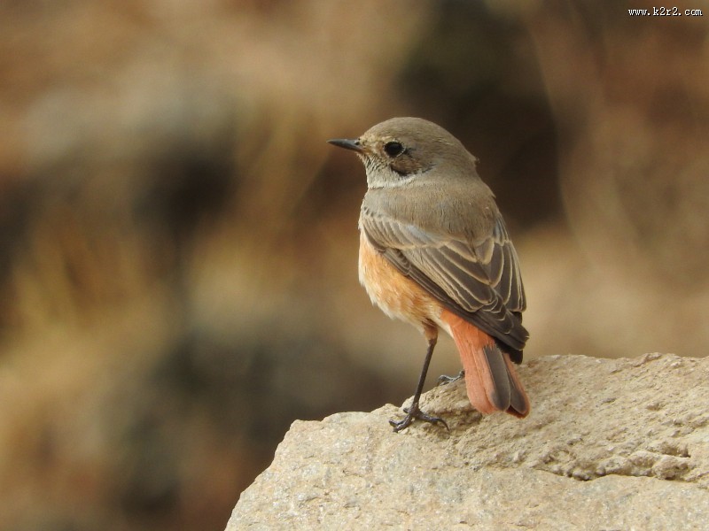 能“看见”地球磁场的知更鸟图片