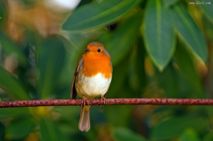 能“看见”地球磁场的知更鸟图片