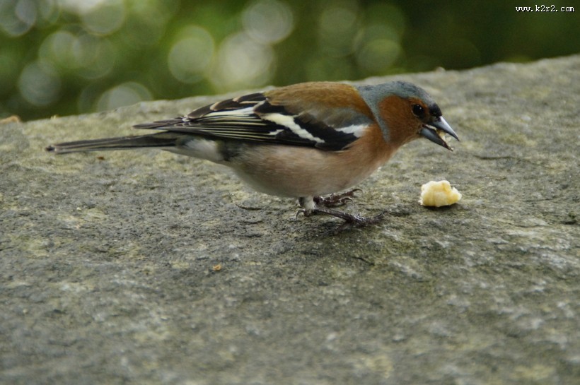 小型鸟类——燕雀图片