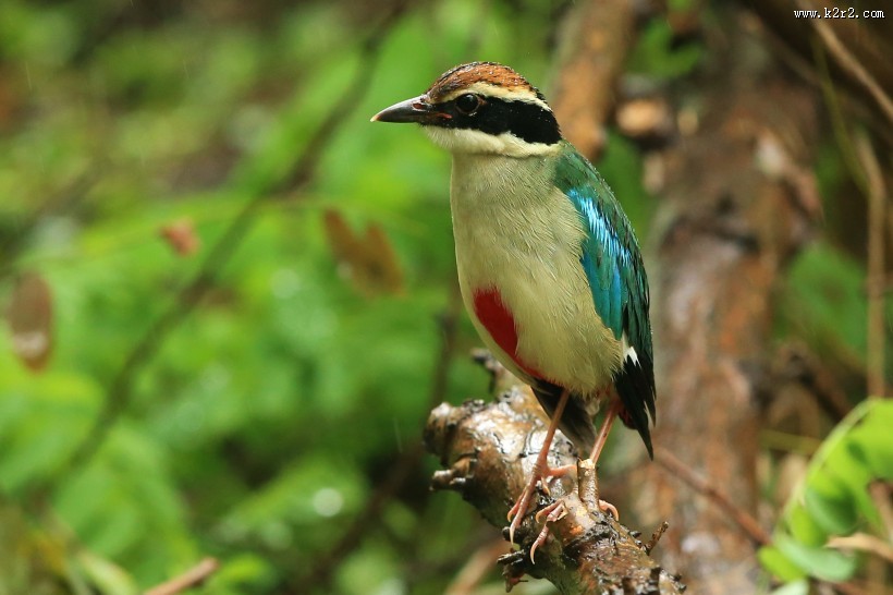 仙八色鸫鸟类图片大全