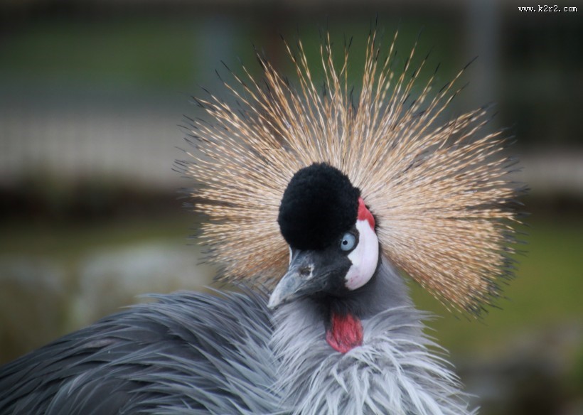 头戴皇冠的灰冠鹤图片
