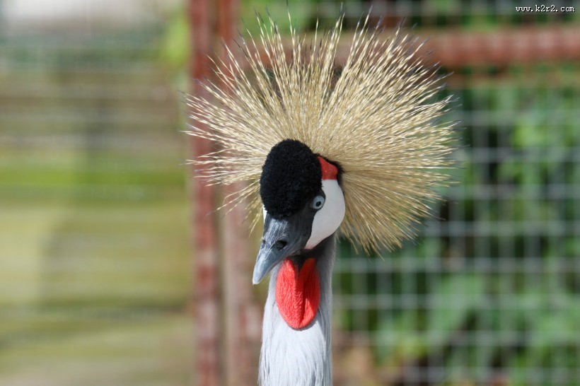 头戴皇冠的灰冠鹤图片