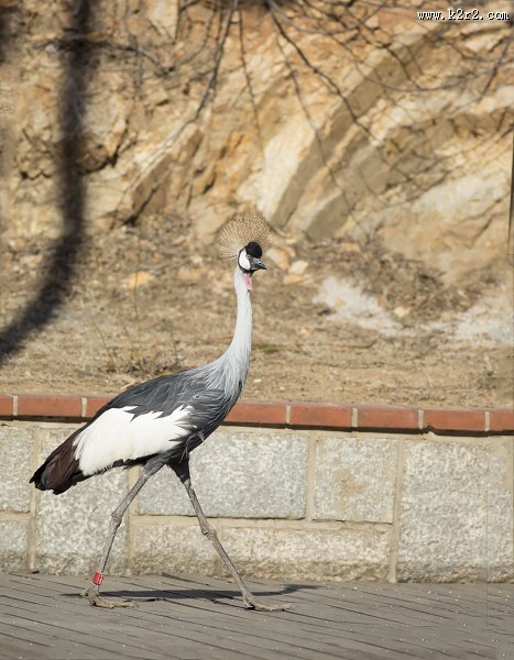 头戴皇冠的灰冠鹤图片