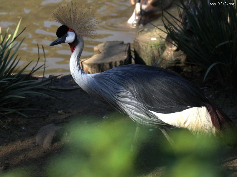 头戴皇冠的灰冠鹤图片
