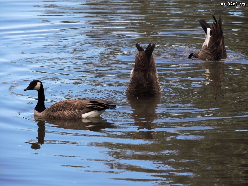 喜集群的加拿大黑雁图片