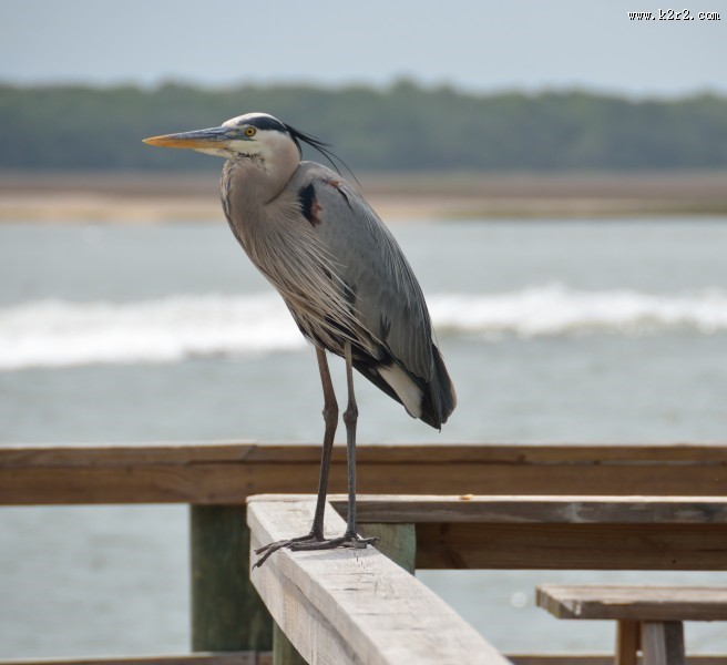灰蓝色羽毛的大蓝鹭图片