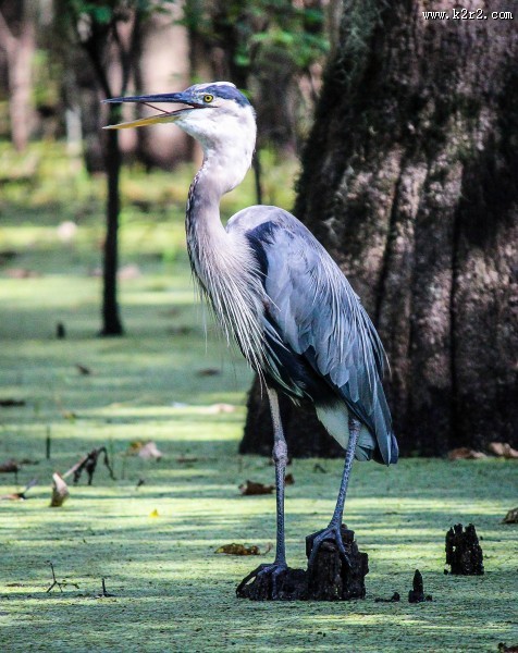 灰蓝色羽毛的大蓝鹭图片