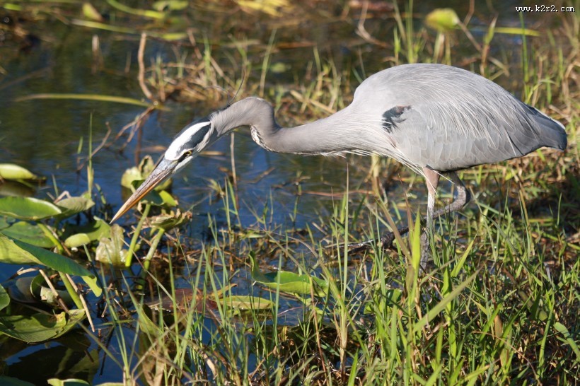 灰蓝色羽毛的大蓝鹭图片