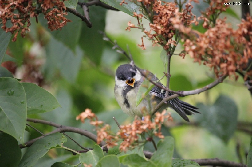 性较活泼的煤山雀图片