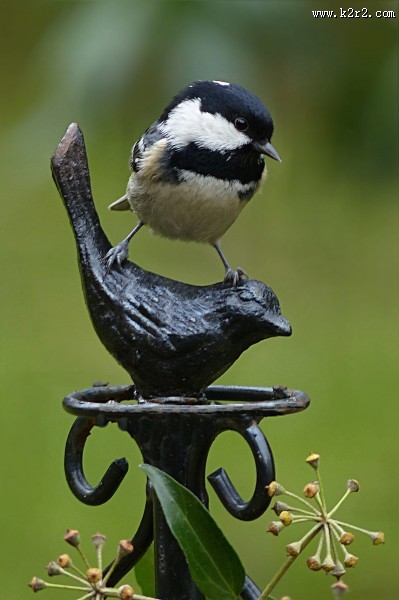 性较活泼的煤山雀图片