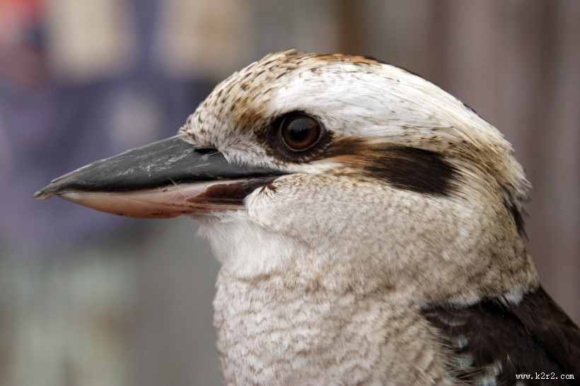 鸣声似狂笑的笑翠鸟图片大全